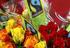 Fairtrade-Blumen Rosige Zeiten für den Blumenfachhandel