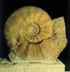 Parapuzosia {Parapuzosia) seppenradensis {LANDOIS) und die Ammonitenfauna der Dülmener Schichten, unteres Unter-Campan, Westfalen