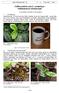 Coffea arabica und C. canephora Kaffeestrauch (Rubiaceae)