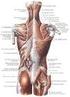 Sezierkurs I / SS 2002 Muskulatur des Armes, proximaler Teil, dorsale Seite