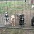 Hundehilfe Bakony e.v auf Spendenfahrt nach Ungarn