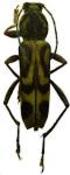 1998) (Coleoptera). Teil 2. Entomologische Nachrichten und Berichte (Dresden) 55 (Heft 4),
