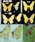 Anmerkungen zur Brahmaeiden- und Saturniidenfauna von Laos und Kambodscha (Lepidoptera: Bombycoidea)