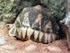Jahresbericht 2011 für Paten und Patinnen von Sumpfschildkröten-Gelegen