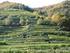 Ökologischer Weinbau in Europa und weltweit
