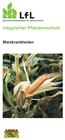 Integrierter Pflanzenschutz. Maiskrankheiten