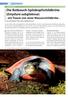 Die Rotbauch-Spitzkopfschildkröte (Emydura subglobosa) - ein Traum von einer Wasserschildkröte -