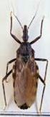 Raubwanzen, Trypanosoma cruzi und Morbus Chagas die Geißel Südamerikas