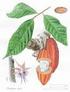 Theobroma cacao Kakao (Sterculiaceae), die Speise der Götter