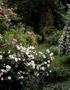 Inhalt. 182 Remontantrosen oder die»mensch-ärgere-dich-nicht-rosen« 19 Rosen in meinem Garten. 210 Vielblütige Lieblichkeiten Noisetterosen