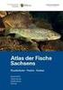 Fischbestände der Ostsee, ihre Entwicklung seit 1970 und Schlussfolgerungen für ihre fischereiliche Nutzung Teil 2: Hering