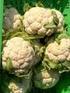 Artischocken klein (KG) ca. 5 Kg Blumenkohl weiss Kl II ca. 6 Kg Broccoli ca. 5 Kg