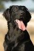 Flat Coated Retriever