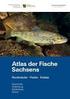 Auffällige Bestandsveränderungen bei wichtigen Fischarten der Darß-Zingster Boddenkette und mögliche Ursachen