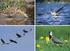 Wertbestimmende Vogelarten* der EU-Vogelschutzgebiete in Niedersachsen