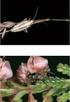 Biologie, Ökologie und Naturschutzbiologie einheimischer Fledermäuse