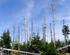 Zunahme der Waldschäden Was ist zu tun?