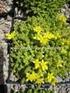 SEDUM und RHODIOLA und CRASSULA Sorten Blüte Blütezeit Höhe Greenroof winterhart immergrün Besonderheiten