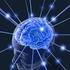Neuronen und Synapsen. 1. Stunde: Übersicht über Eigenschaften des Neurons und des Axons. Elektrische Synapsen.