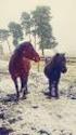 Pferde im Winter Thermoregulation bei Pferden Teil II von Ingolf Bender