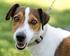 Häufige Fragen zu den SKN-Kursen für Hundehalter und zur Hundetrainerausbildung