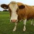 Schlachtung von trächtigen Kühen - Erfahrungen der Schlachthoftierärzte