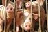 Ebermast in der ökologischen Schweinehaltung. - Projektvorstellung und vorläufige Ergebnisse