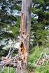 Richtlinie zum Einrichten von Altholzinseln und Schonen von Biotopbäumen