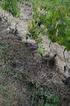 Bodenbedeckung und Bewässerung im Weinbau