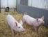 Selbstevaluierung - Tierschutz. Checkliste Schweine