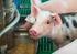 Neue Entwicklungen bei Haltungssystemen für Schweine - Gruppenhaltungssysteme für tragende Sauen -