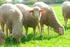 Landwirtschaftskammer Nordrhein-Westfalen Rheinischer Schweinetag. Herausforderungen in der Schweinehaltung meistern