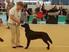 Internationale Hundeausstellung Kreuzlingen 16. und 17. Mai 2015, besucht am 16. Mai 2015