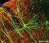 Histologie II Sinnesorgane 1. = Nervenzellen (Riechzellen, freie Nervenendigungen, Mechano- und