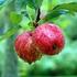Gesamtliste Äpfel. Sortenname Frucht Verwendung Baum Bemerkung. Reife Haltbarkeit. Most. Wirt- k. a.