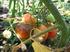 Paradiesäpfel. Stabtomate; aus der Schweiz; kleine eiförmige Früchte; mit sehr gutem, süßem Geschmack