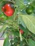 Eignung verschiedener Block-Paprika (violett/rot, grün/orange und grün/braun) für den ökologischen Anbau im Folienhaus Sommer 2015