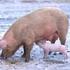 Überwachung der Klassischen Schweinepest in Österreich 2013