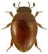 Coleoptera (Käfer) GÜNTER FLECHTNER