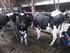 Tierwohl in der Rinderhaltung Widerspruch zwischen Ziel und Regelwerk?
