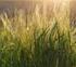 Liste der empfohlenen Getreidesorten für die Ernte 2013