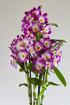 IN SPI RA TION. and ASSORTMENT. Dendrobium from the happy heart of Thailand!