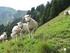 Jahresbericht Schweizerischer Schafzuchtverband Industriestrasse Niederönz