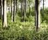 Waldpflege und Waldbewirtschaftung