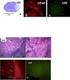 Ergebnisse. 4.1 Immunzytochemische Charakterisierung der aus dem Pansenepithel isolierten Zellen