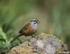 Brutzeitverbreitung und Bestand der Zaunammer (Emberiza cirlus) in Südbaden