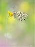 Der Schwalbenschwanz legt 50 bis 80 Eier auf die Futterpflanzen. Als Futterpflanzen kommen alle Doldenblütler in Frage.