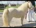 Shetland Pony (unter 87 cm)