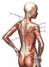 Weiterer Aufbau der tiefen Rückenmuskeln mit der Darstellung des Rippenhebers und des Darmbein-Rippen-Muskels am rechten Fuß plantar 42