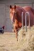 Doping im Pferdesport unter Fütterungsaspekten